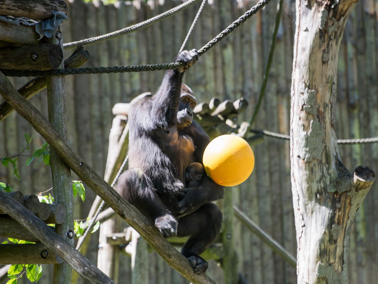 Futterbälle zur Namensgebung. Foto: Margit Wild