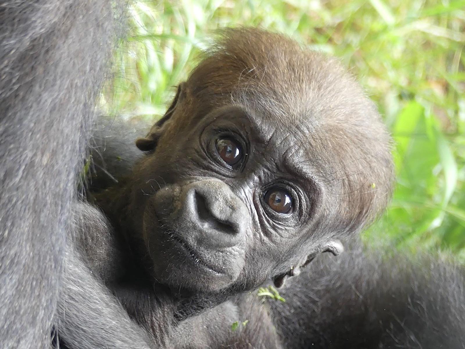 Gorillababy Kesha. Foto: Kerstin Genilke