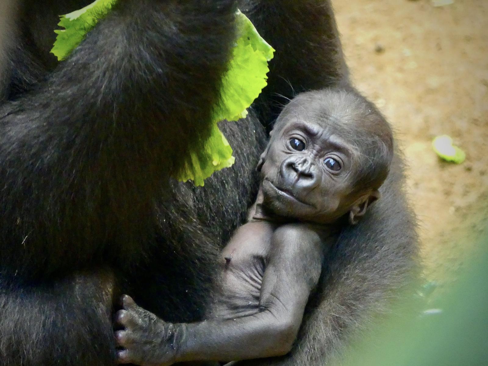 Der kleine Moyo. Foto: Kerstin Genilke