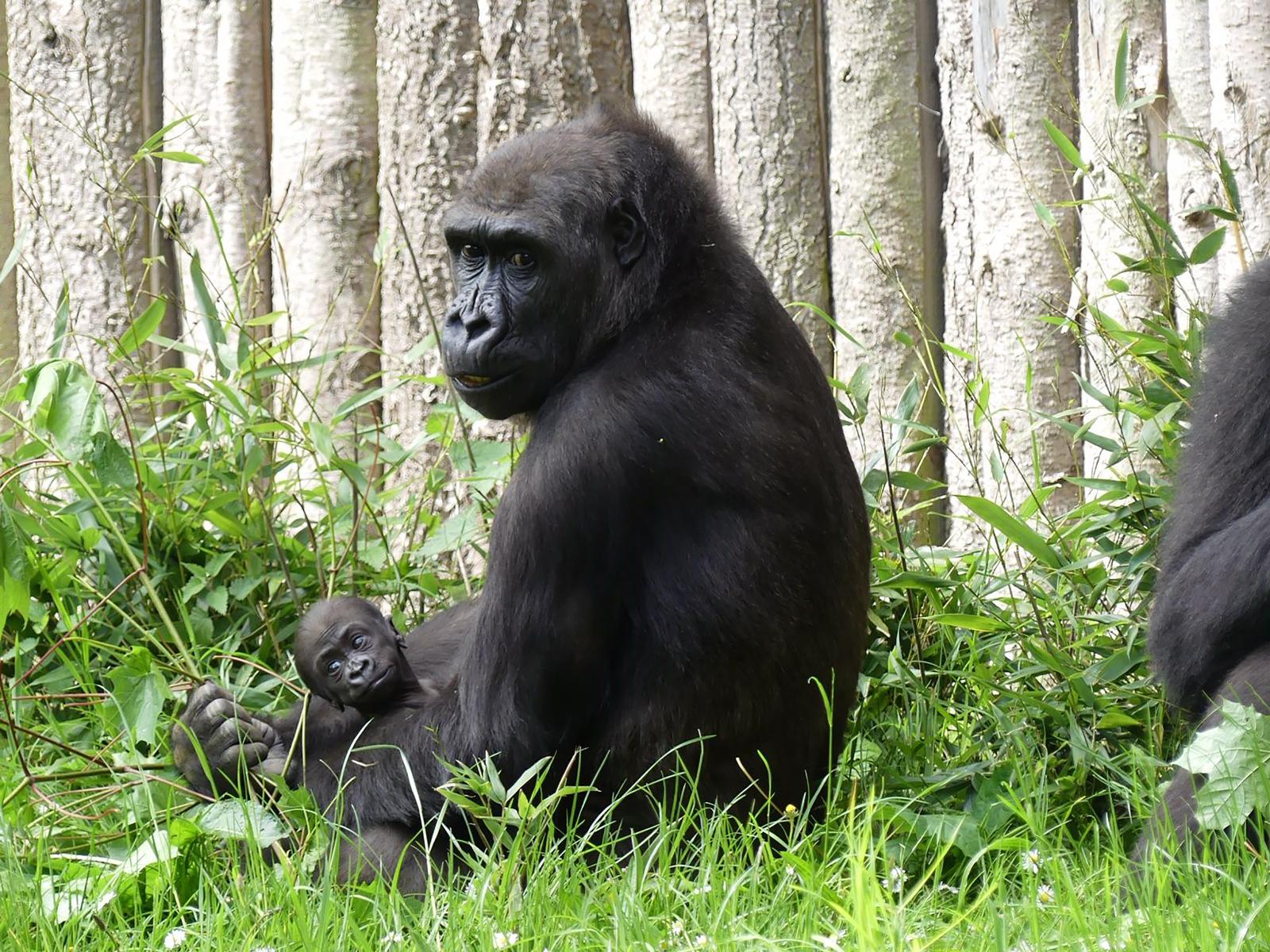 Moyo mit seiner Mutter Zola. Foto: Kerstin Genilke