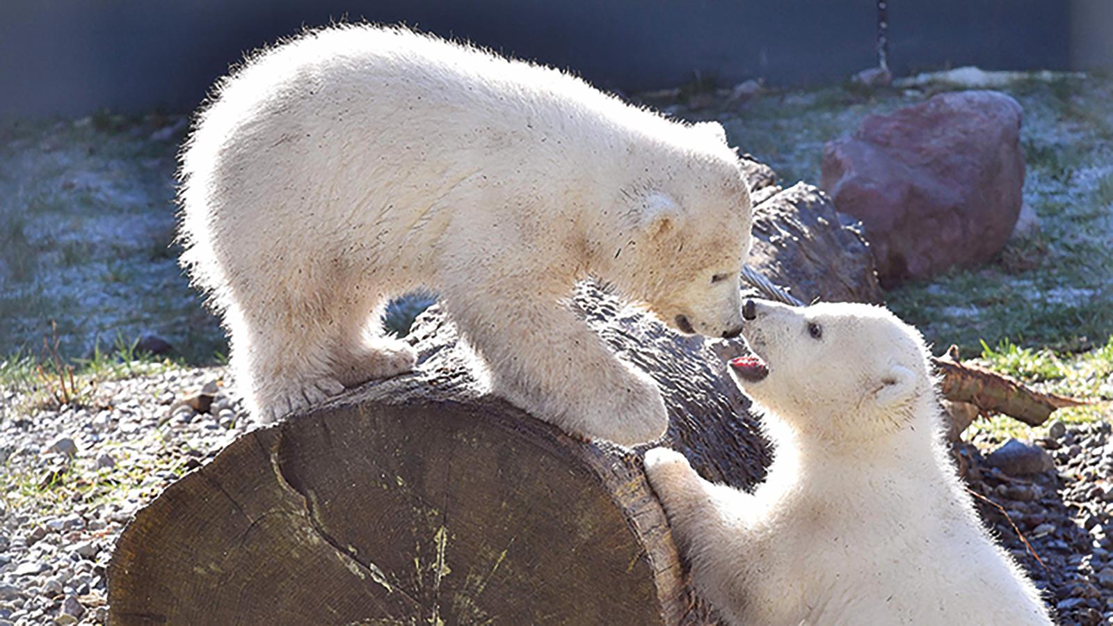 Wir zeigen die Eisbären-Babys