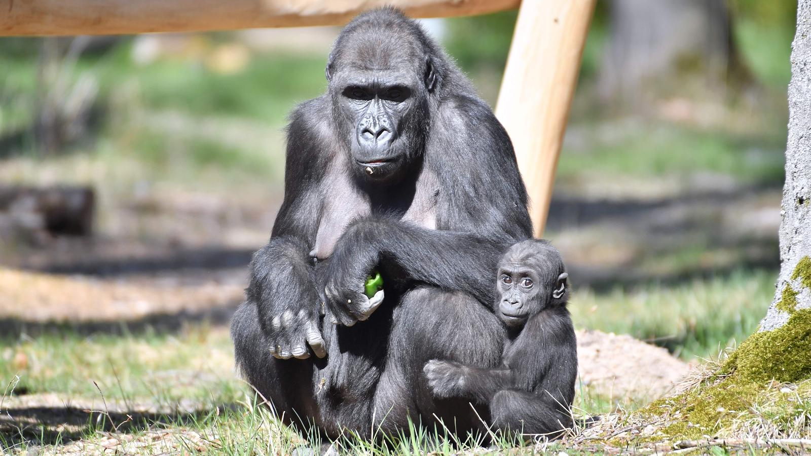 Moyo mit seiner Mutter Zola. Foto: Joachim Kloock