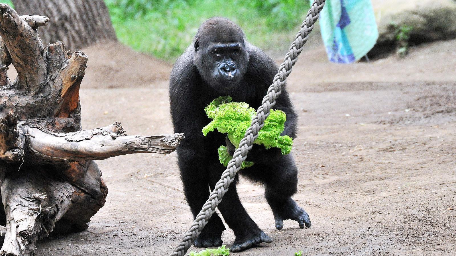 Gorilla Kwame auf Erkundungstour. Foto: Joachim Kloock