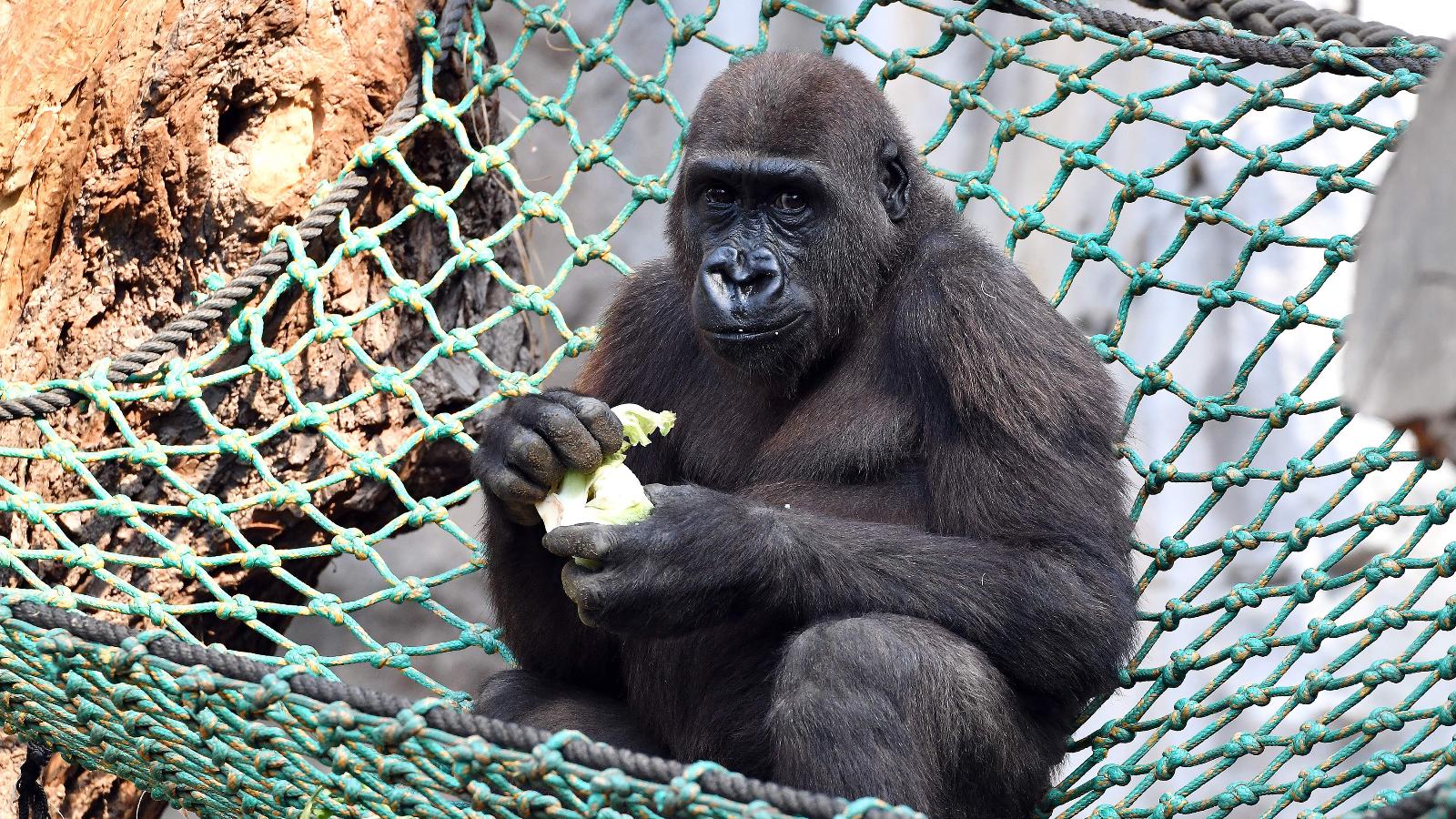 Besuch bei Gorilla Kwame