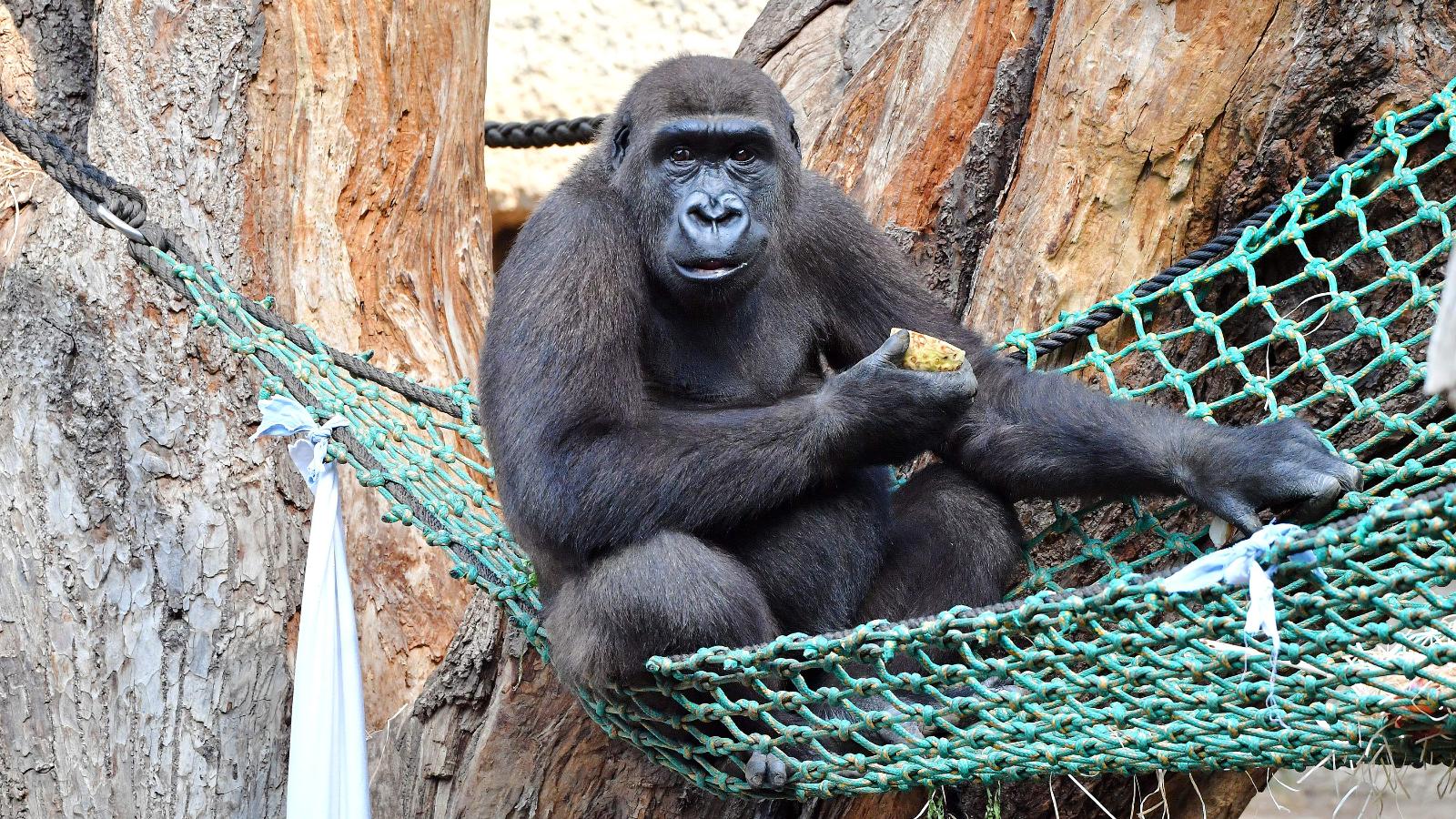 Jung-Gorilla Kwame. Foto: J. Kloock