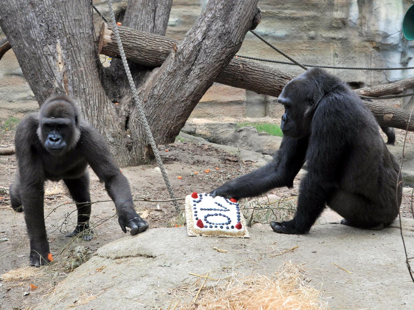 Die Gorilla Gruppe um Assumbo